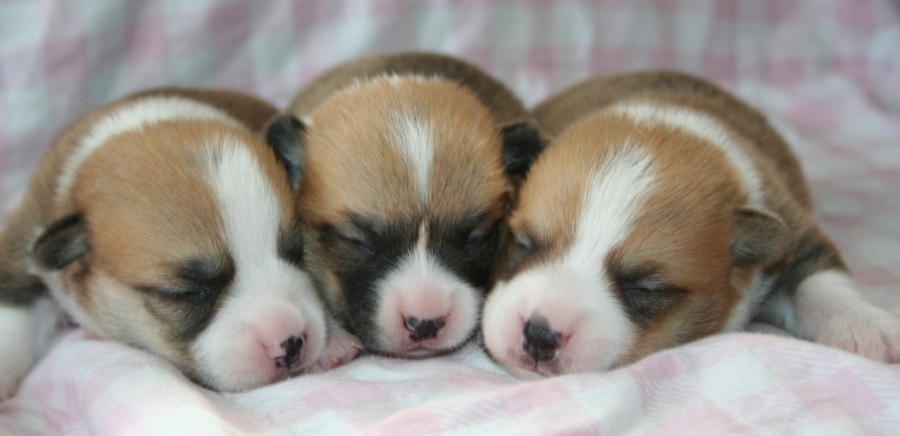 Puppies